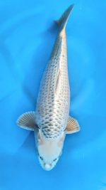 Mukashi Ogon
