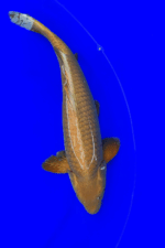 Chagoi