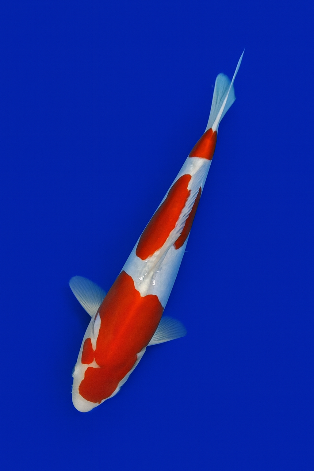 Doitsu Kohaku