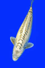 Doitsu Mukashi Ogon