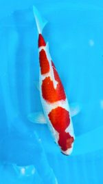 Kohaku
