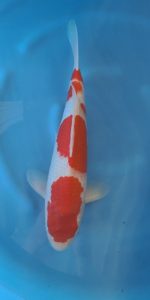 Kohaku