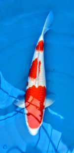 Kohaku