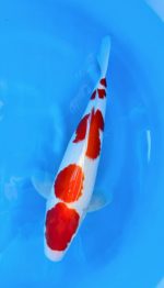Kohaku