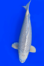 Mukashi Ogon