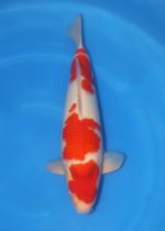 Kohaku