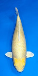 Yamabuki
