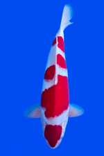 Kohaku