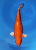 Orenji Ogon