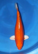Orenji Ogon