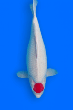 Tancho