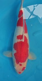 Kohaku