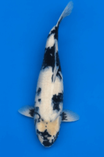 Shiro Utsuri